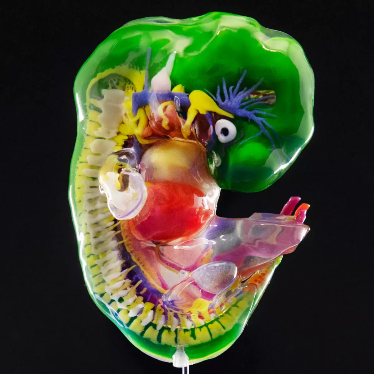 Carnegie stage embryo models Carnegie stage embryo models