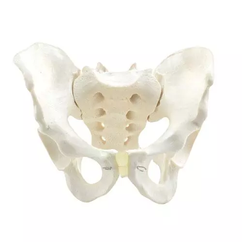  Model Anatomical Pelvis