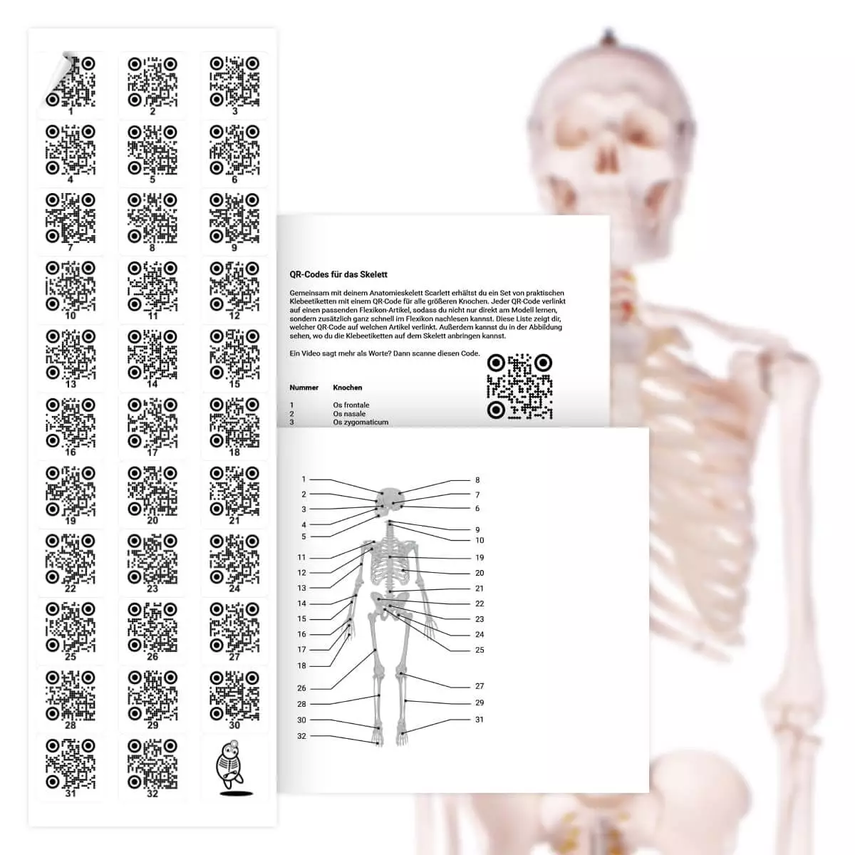  Human skeleton