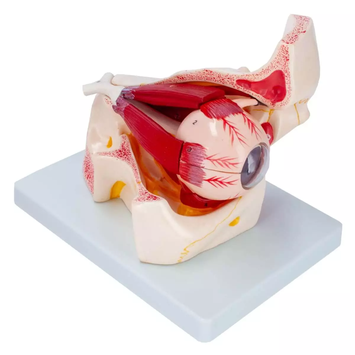  Anatomical model eye