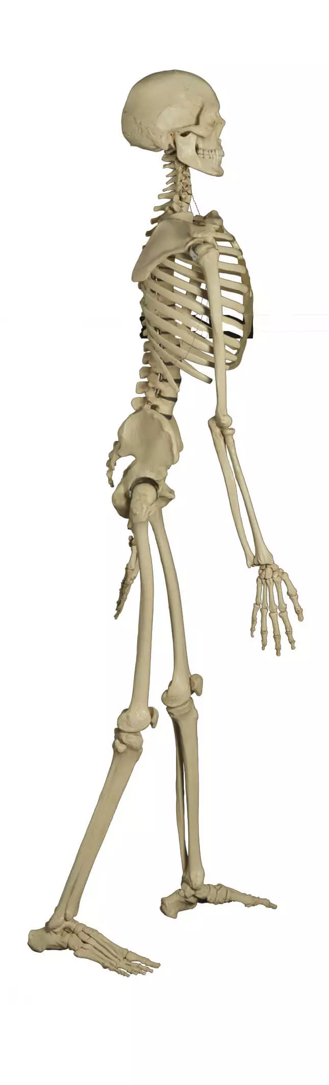  Standard skeleton on tripod