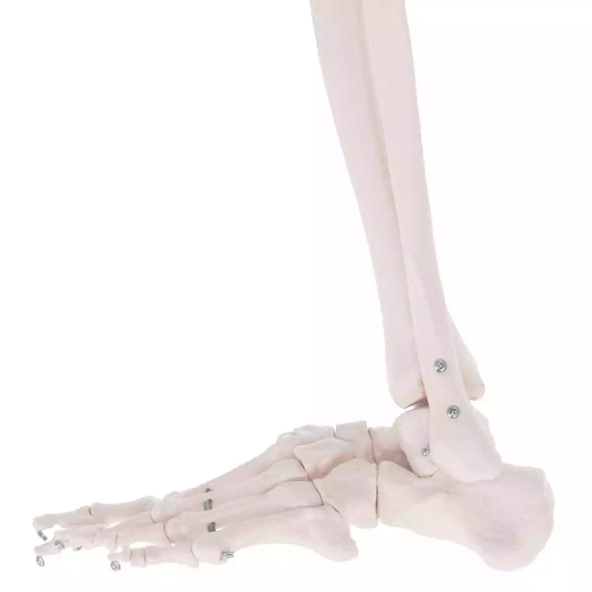  Human skeleton