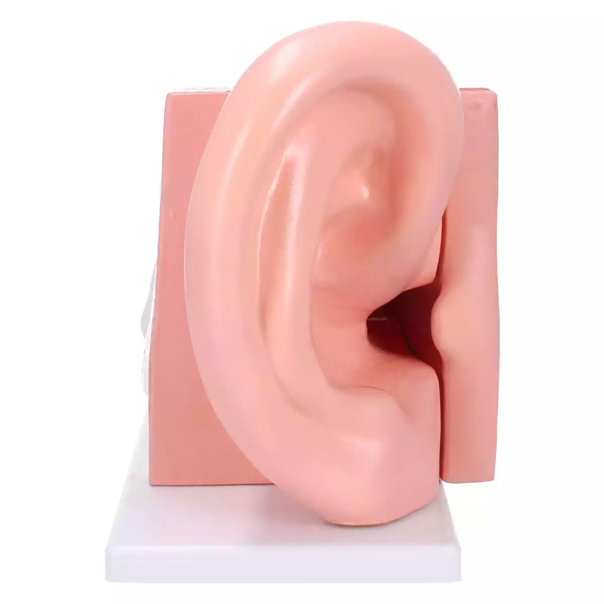 Anatomical ear model