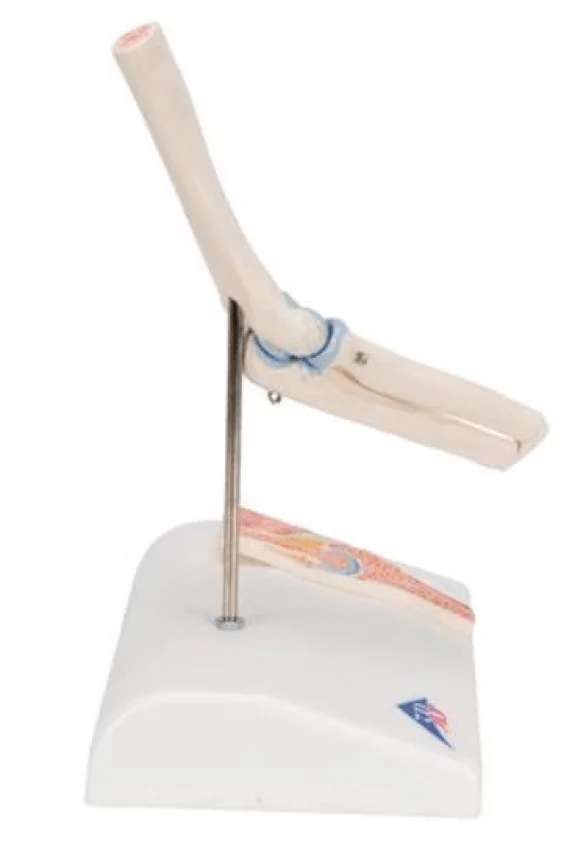  Mini model elbow joint