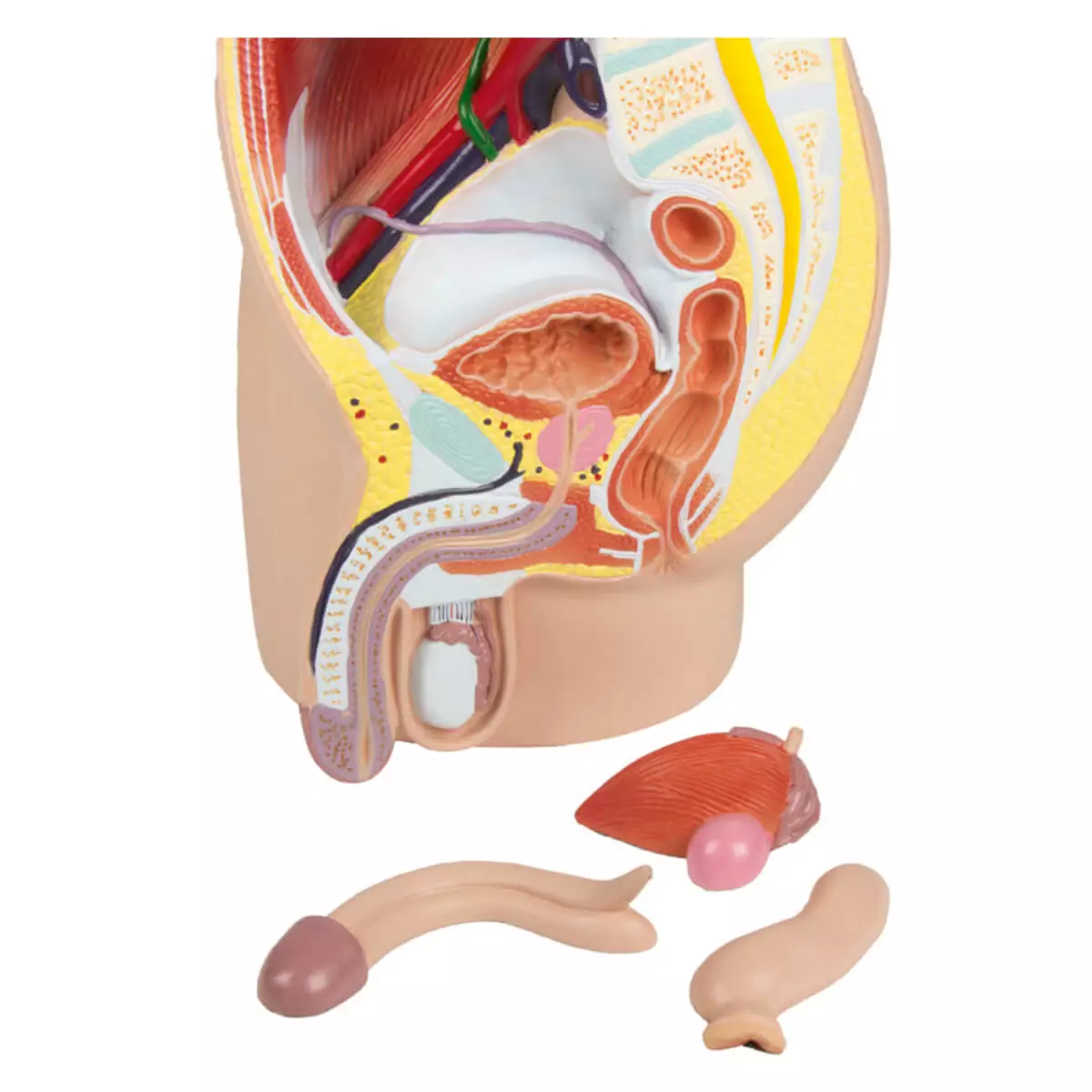  Male pelvis section model