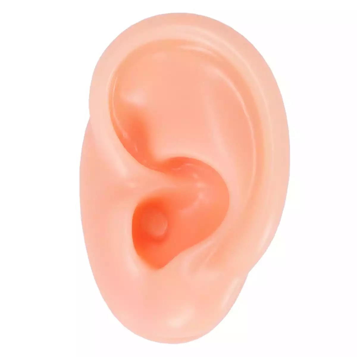 Acupuncture practice ear  Acupuncture practice ear