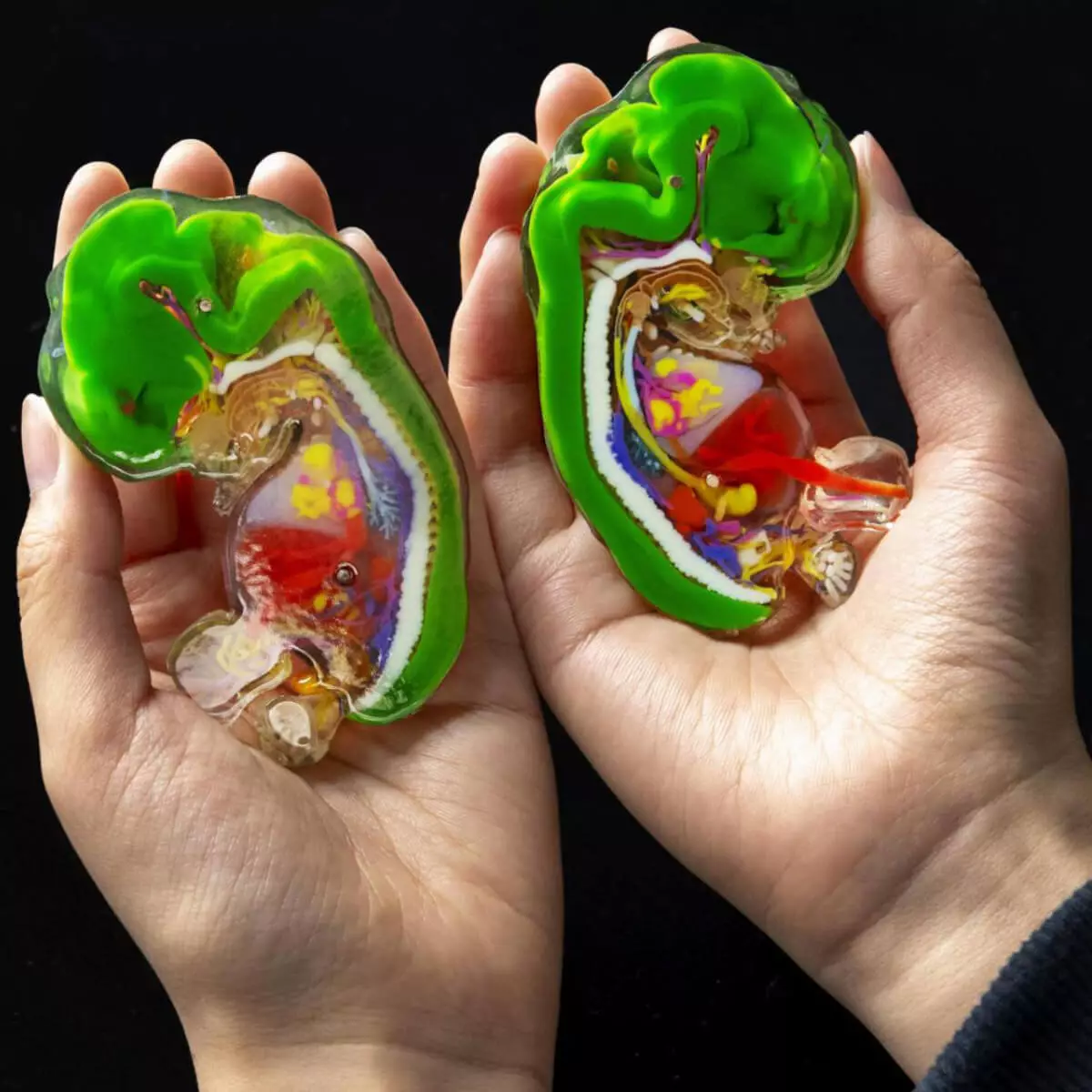 Carnegie stage embryo models Carnegie stage embryo models