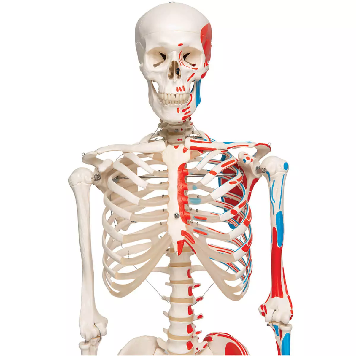  Max muscle skeleton