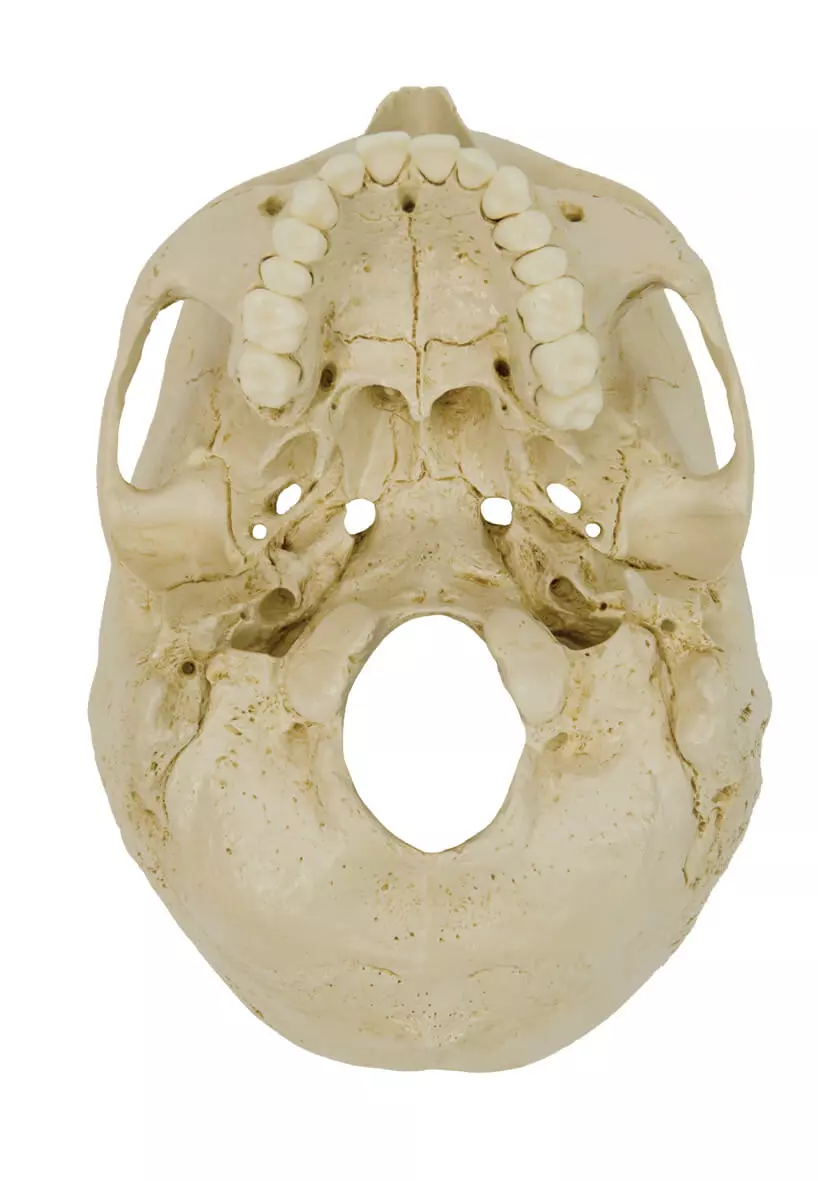  Model Skull