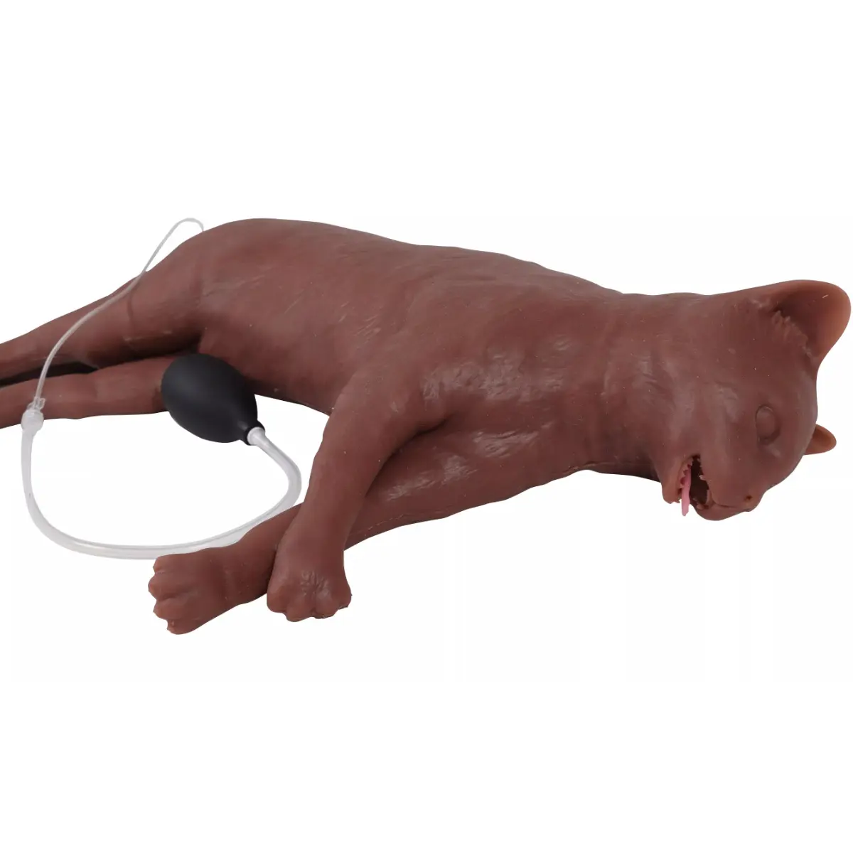 “CaPpeR” feline CPR training manikin “CaPpeR” feline CPR training manikin