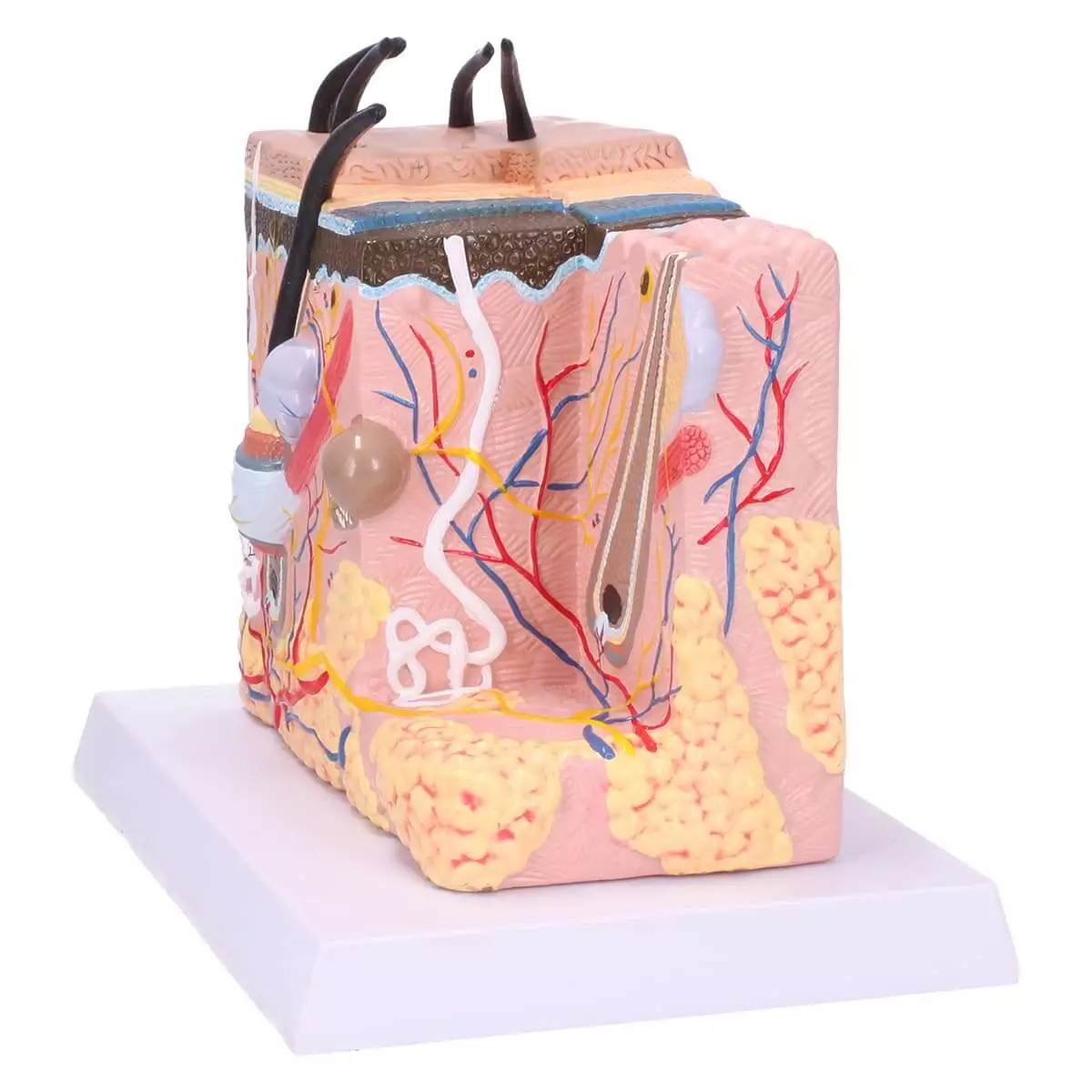  Block Model Human Skin