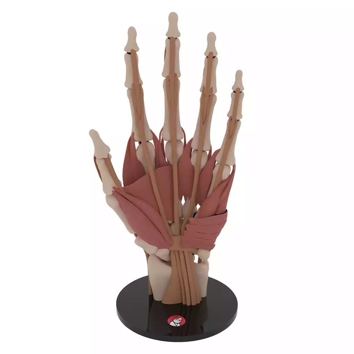  Anatomical hand model "Manus"