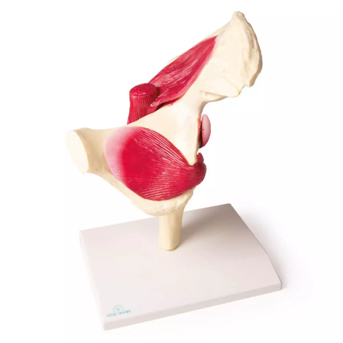  Hip joint model with muscles