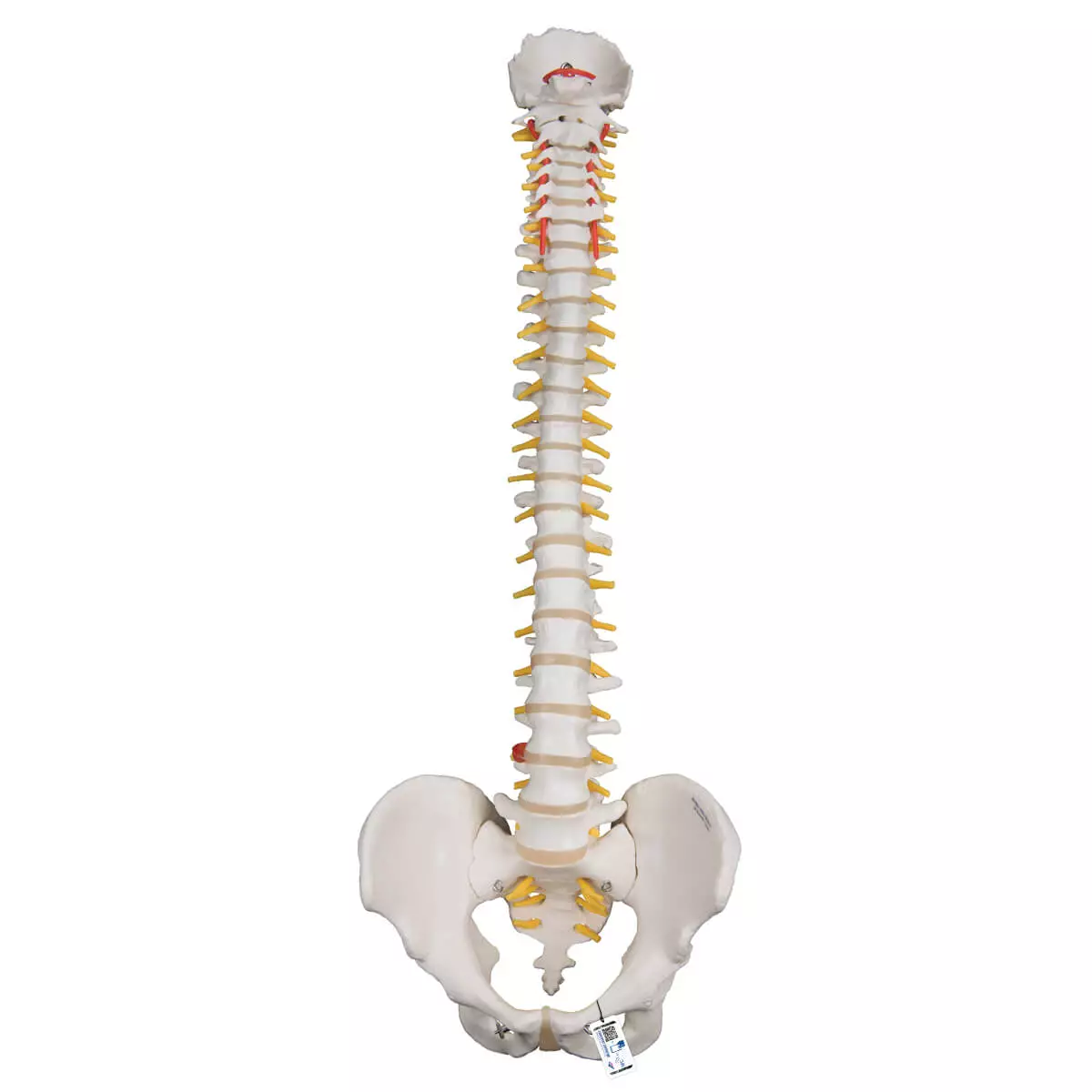  Flexible spine model