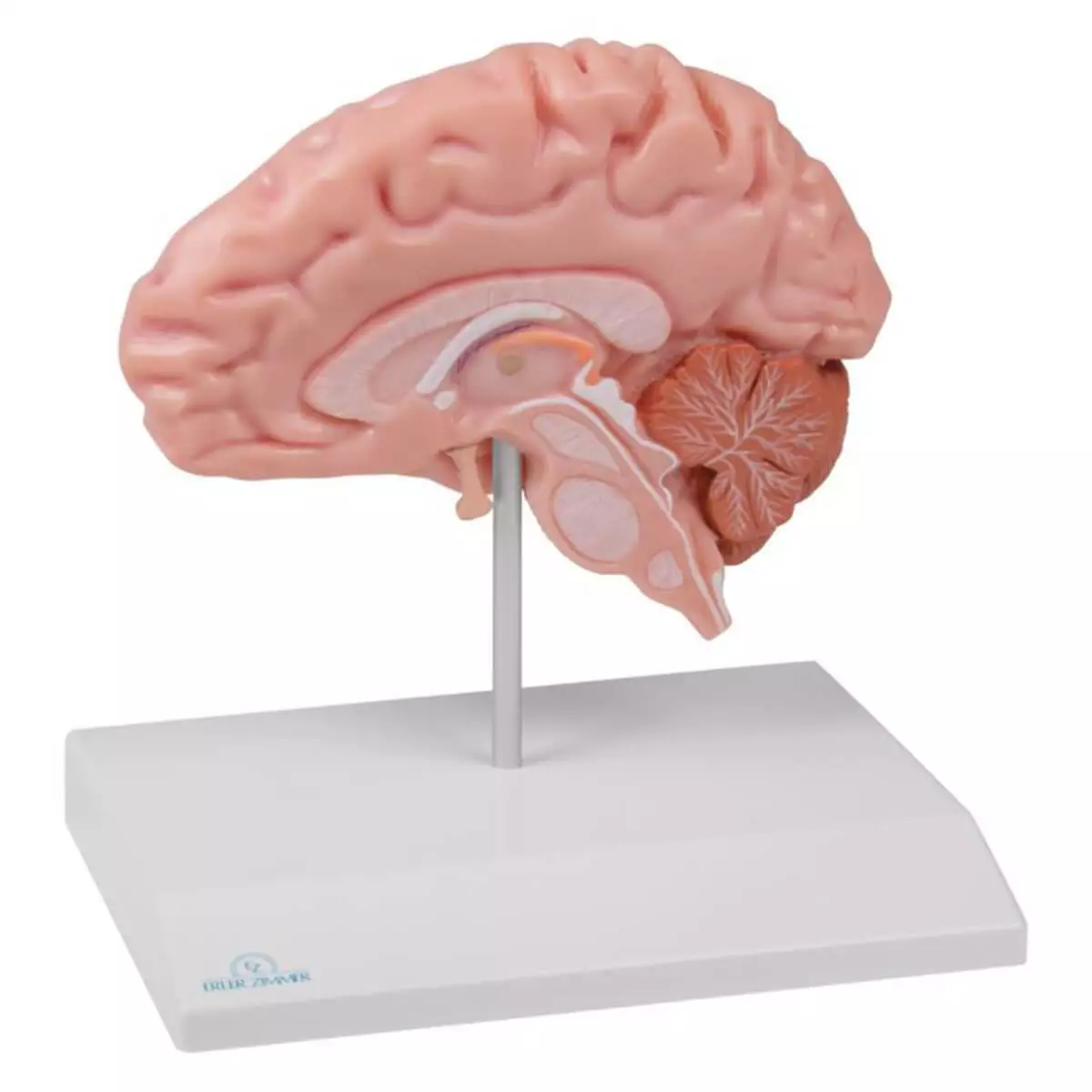  Half brain model for EZ Augmented Anatomy App