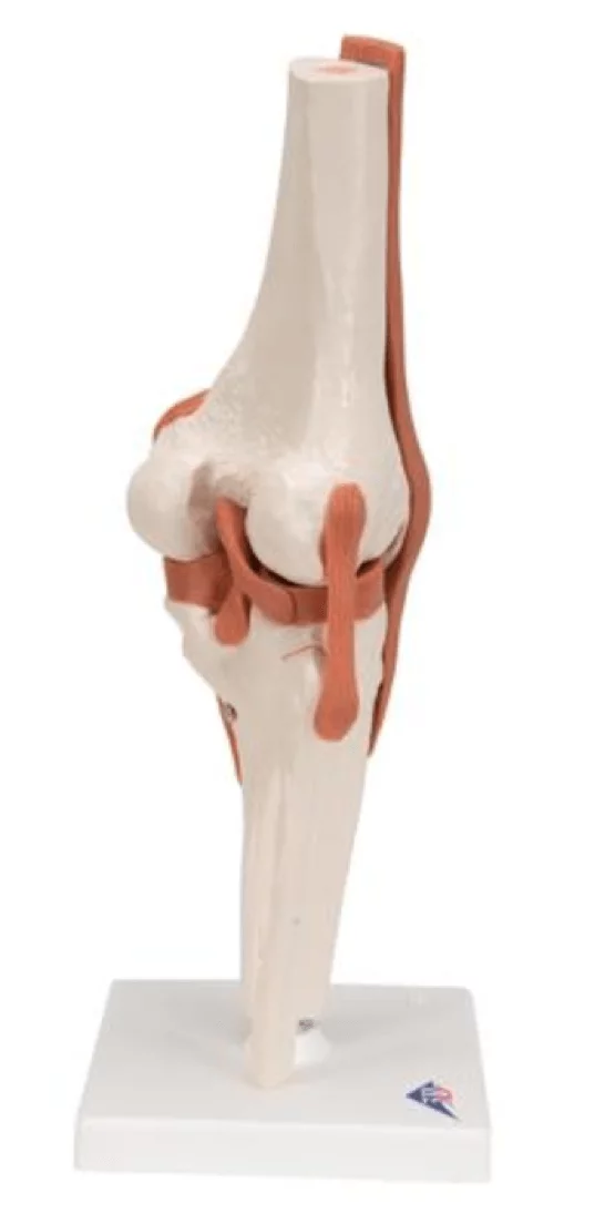  Functional Model of the Knee Joint