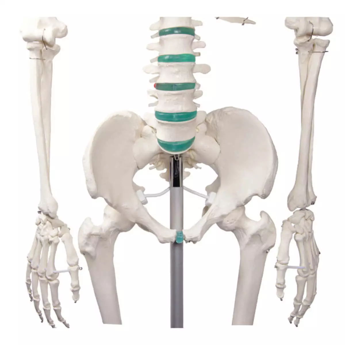 School skeleton "Oscar