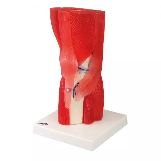  Model knee joint