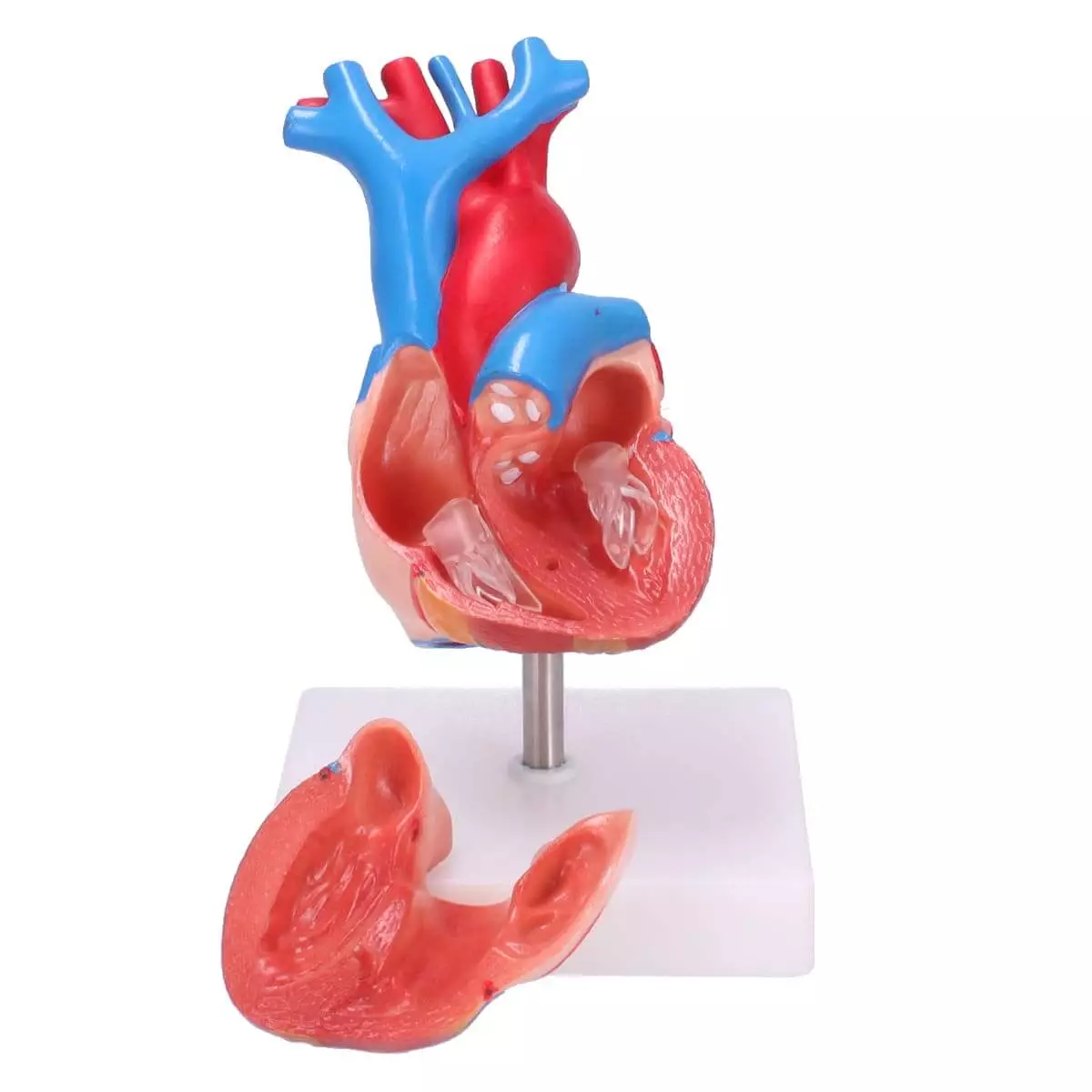  Anatomical Human Heart Model