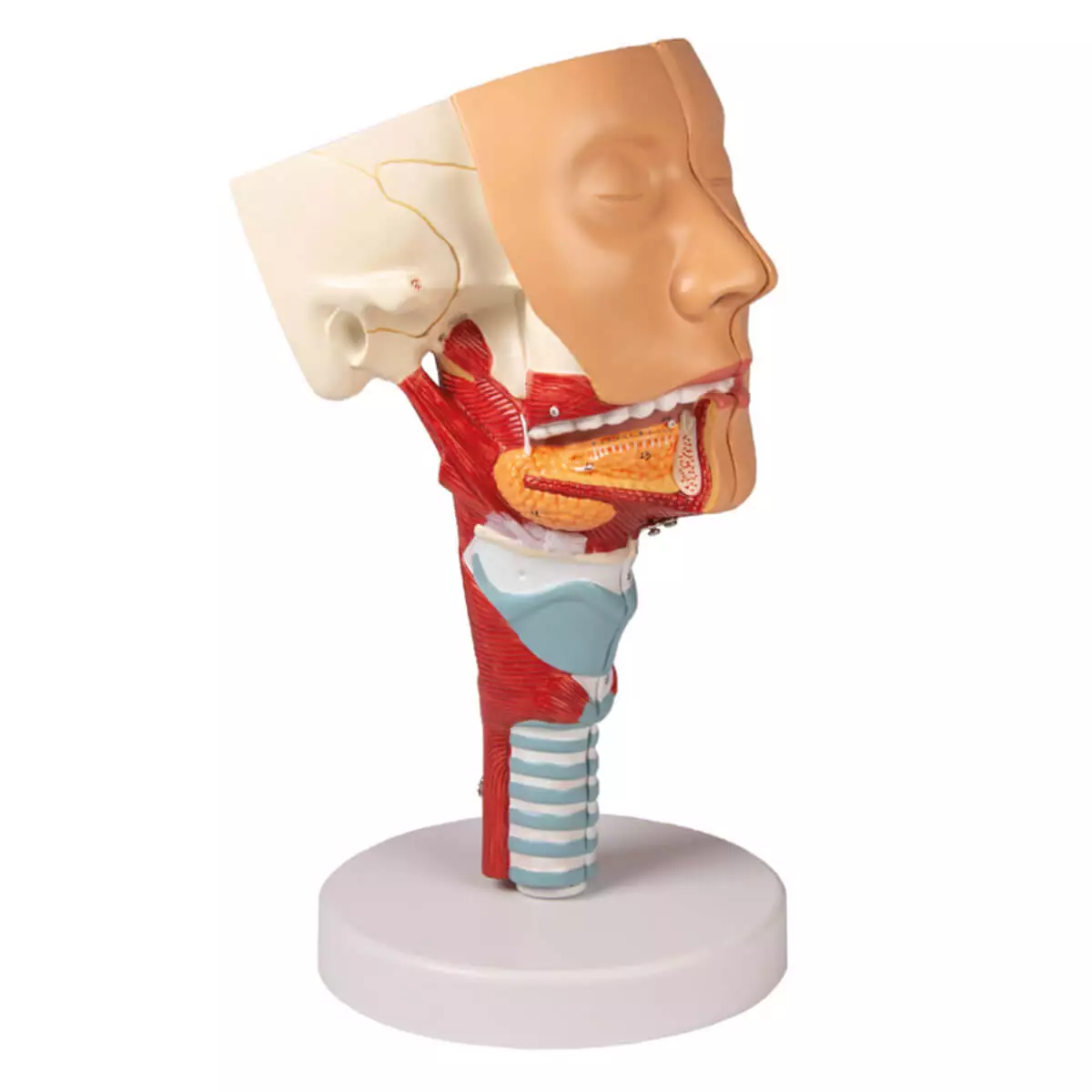  Head model with throat and larynx