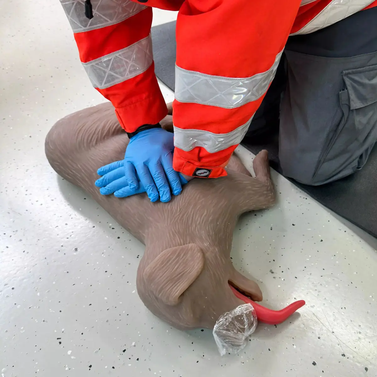  “CooPeR” canine CPR training manikin