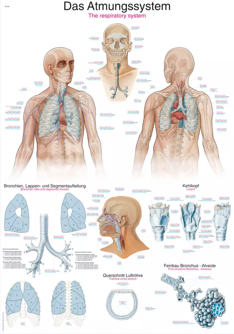  Instructional panel - The respiratory system