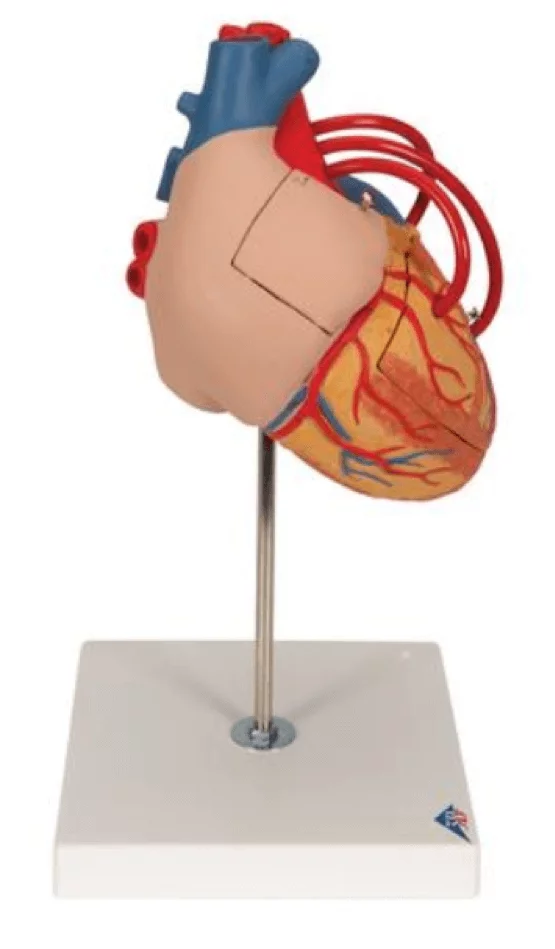  Model heart with bypass
