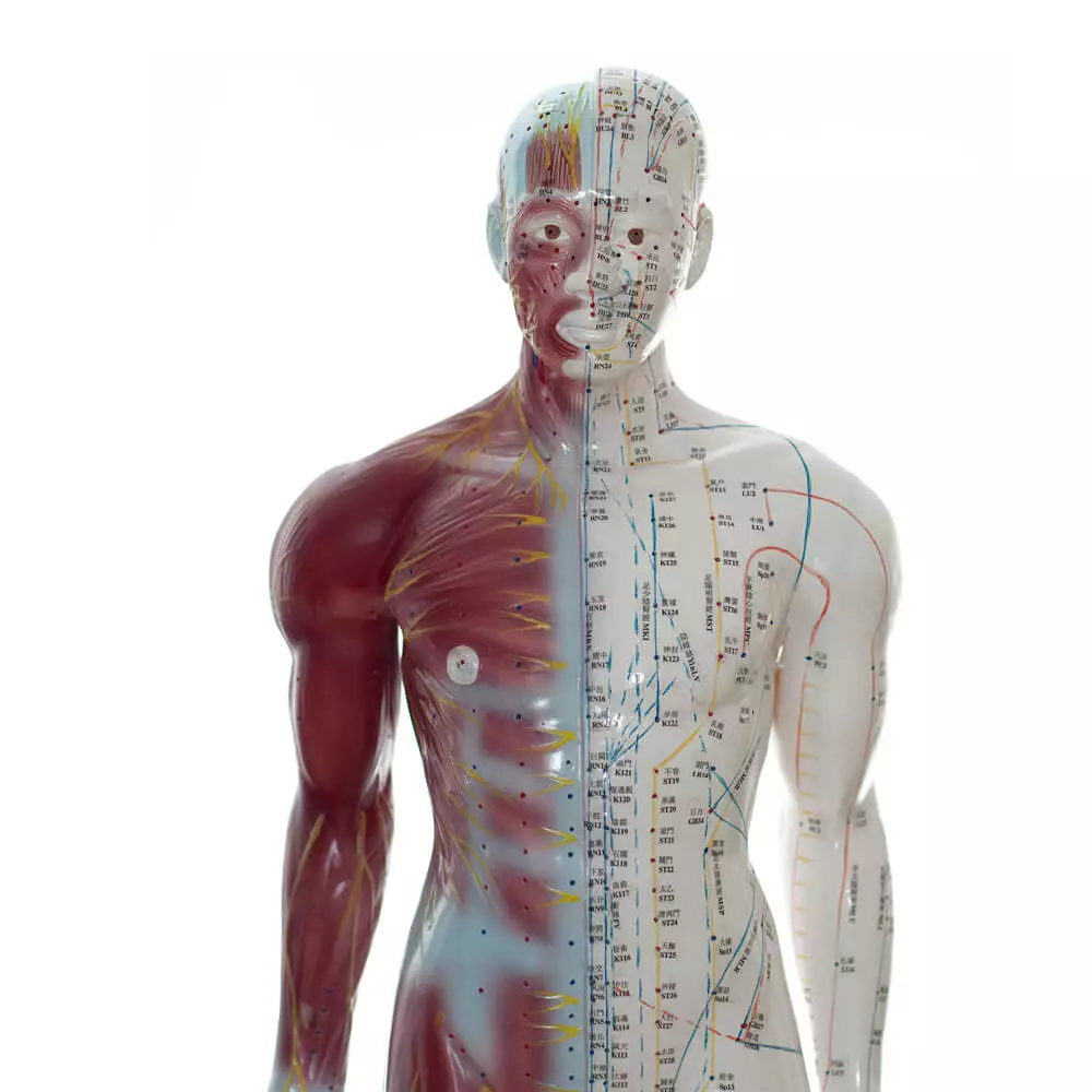 Acupuncture model man Acupuncture model man