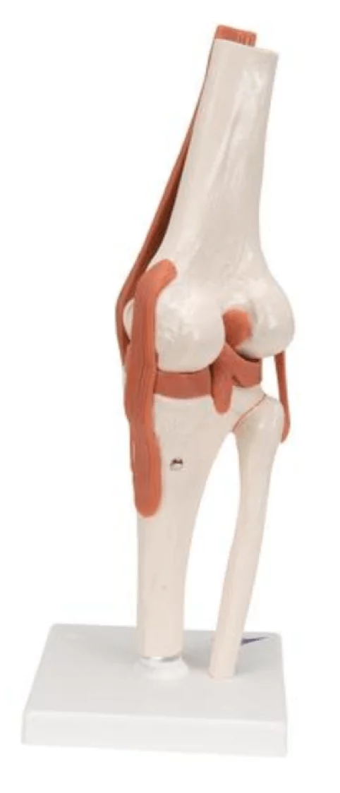  Functional Model of the Knee Joint