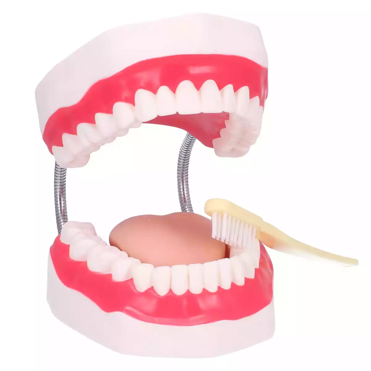  Dental care model with toothbrush