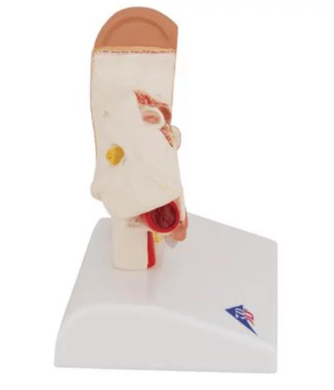  Desk Model of the Ear