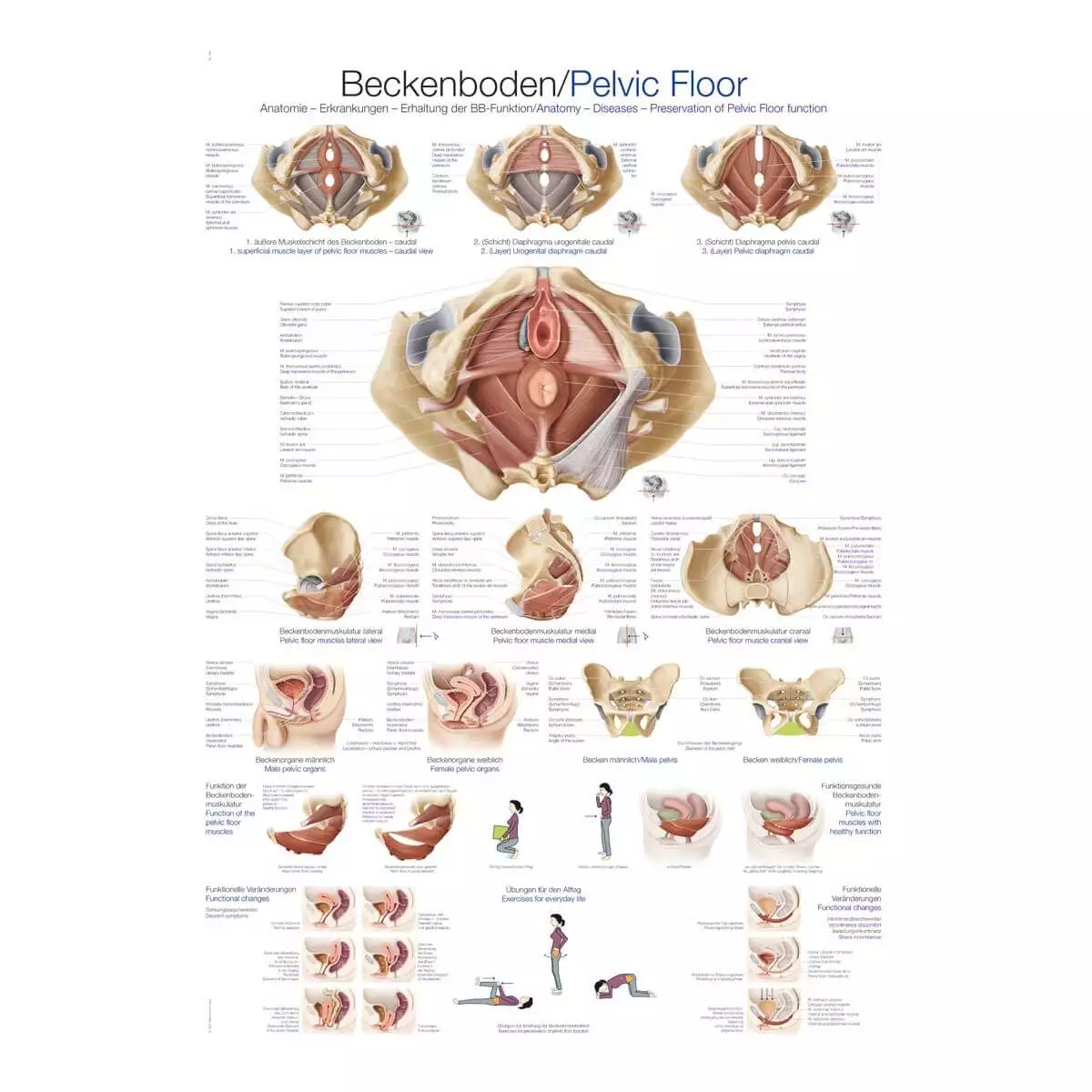 Instructional panel - pelvic floor