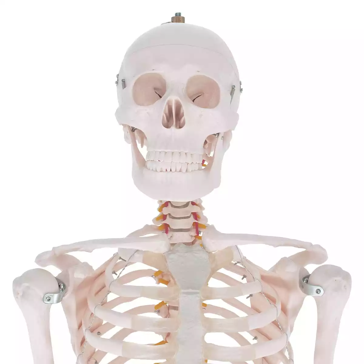  Human skeleton