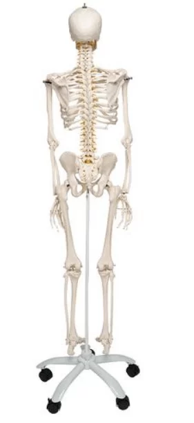  Skeleton Fred