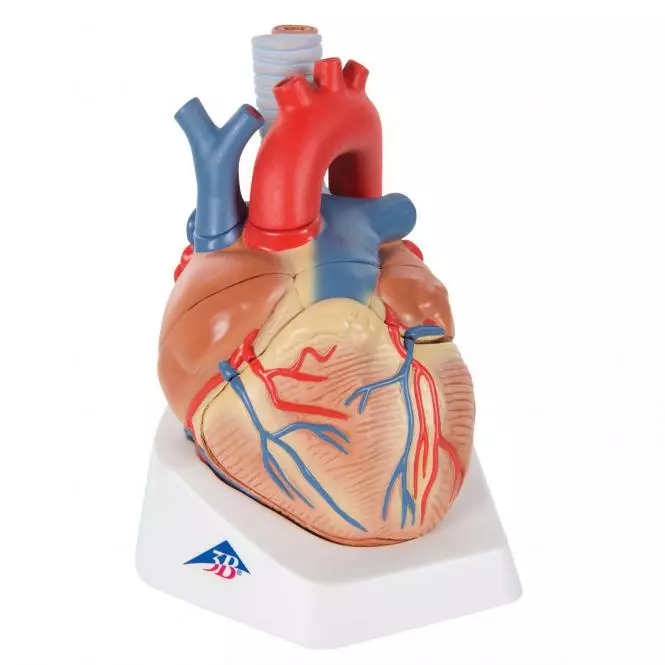  Heart model 7 pieces
