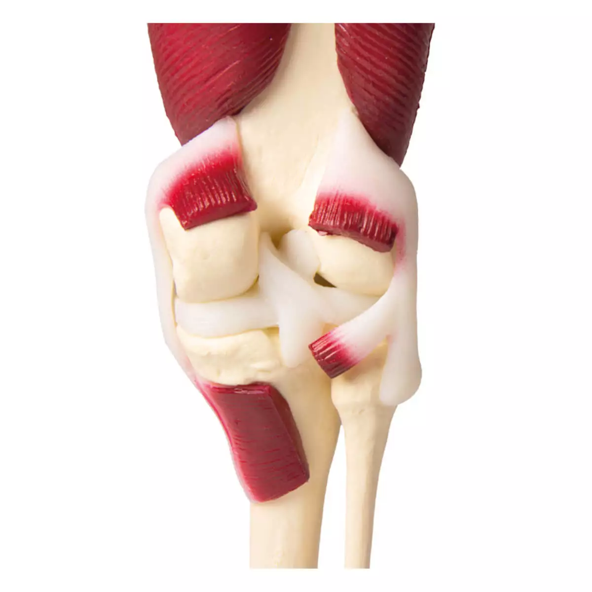  Knee joint model with muscles