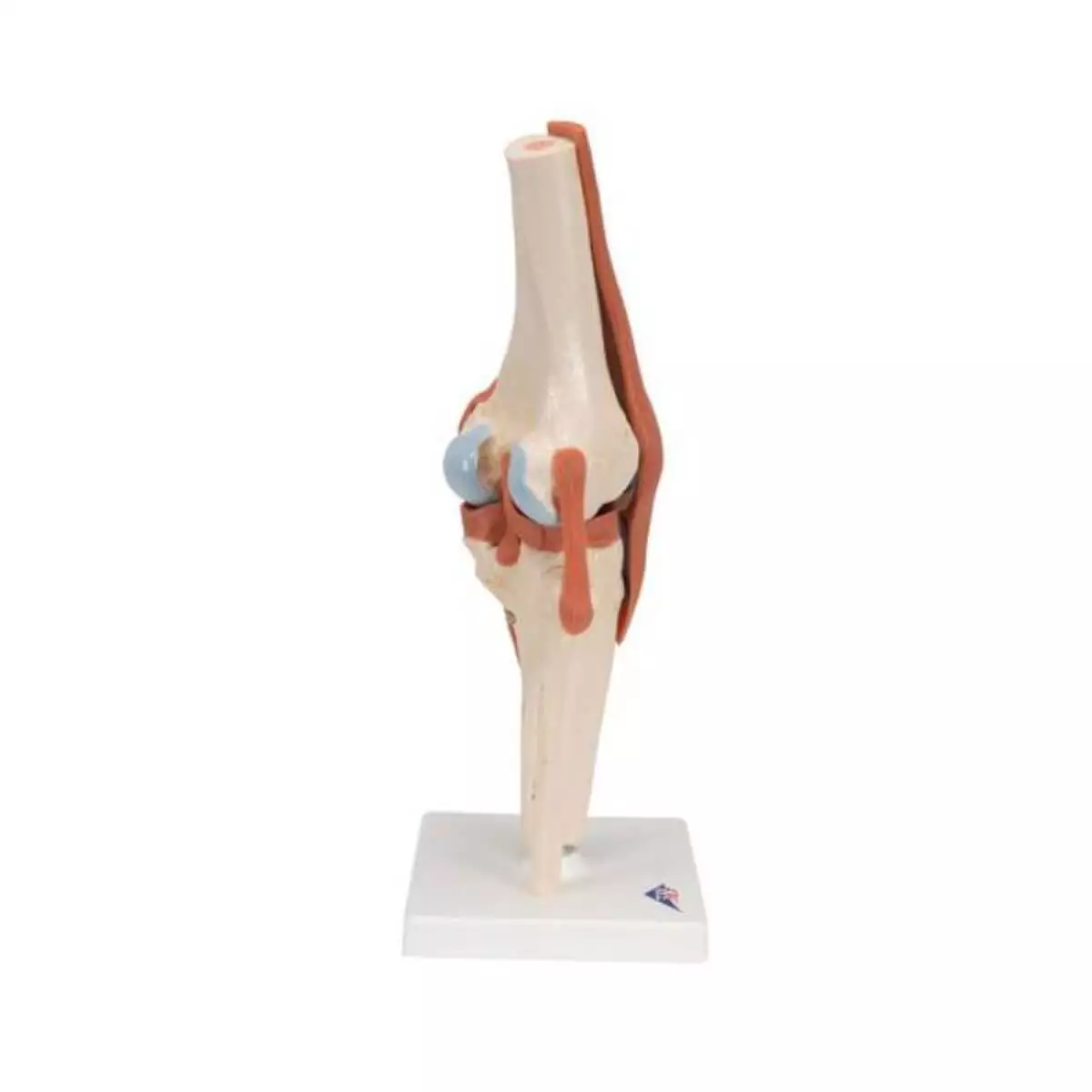  Luxury model knee joint