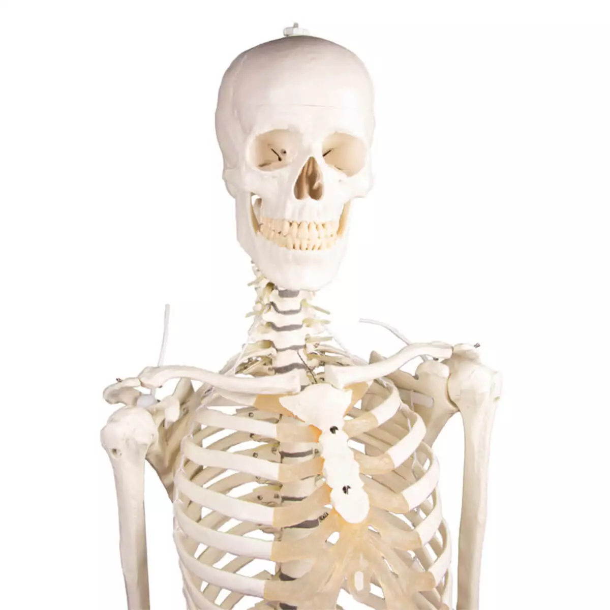  Skeleton "Hugo" with movable spine