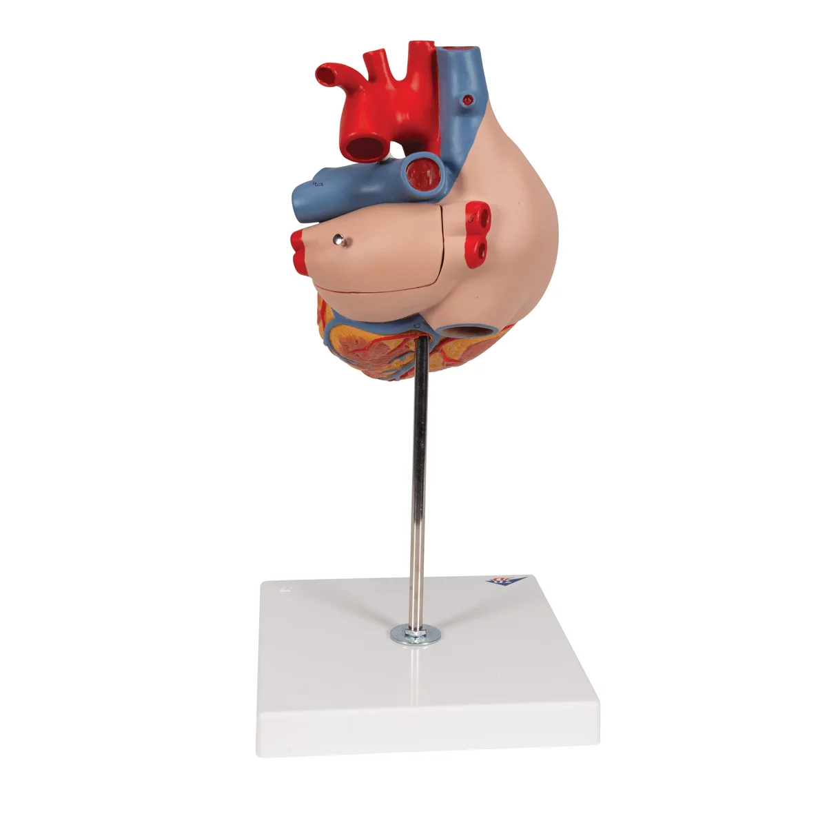  Heart model