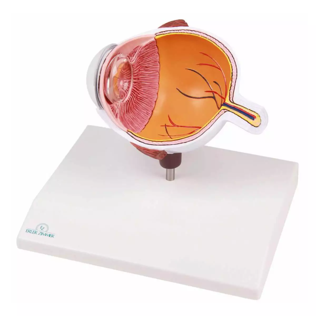  Enlarged cutaway eye - EZ Augmented Anatomy