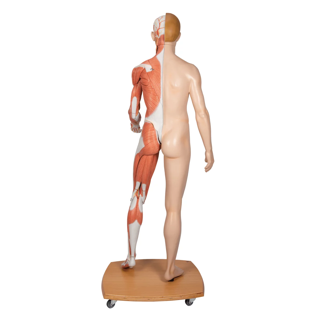  Model life size bisexual muscle figure