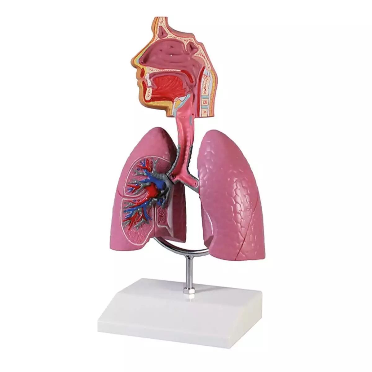  Airway model
