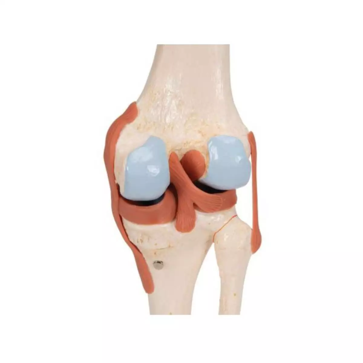  Luxury model knee joint