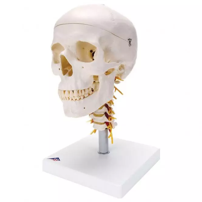  Classic skull with base