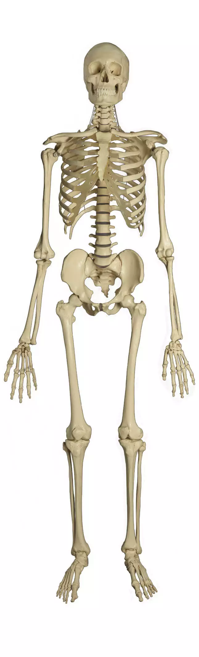  Standard skeleton on tripod