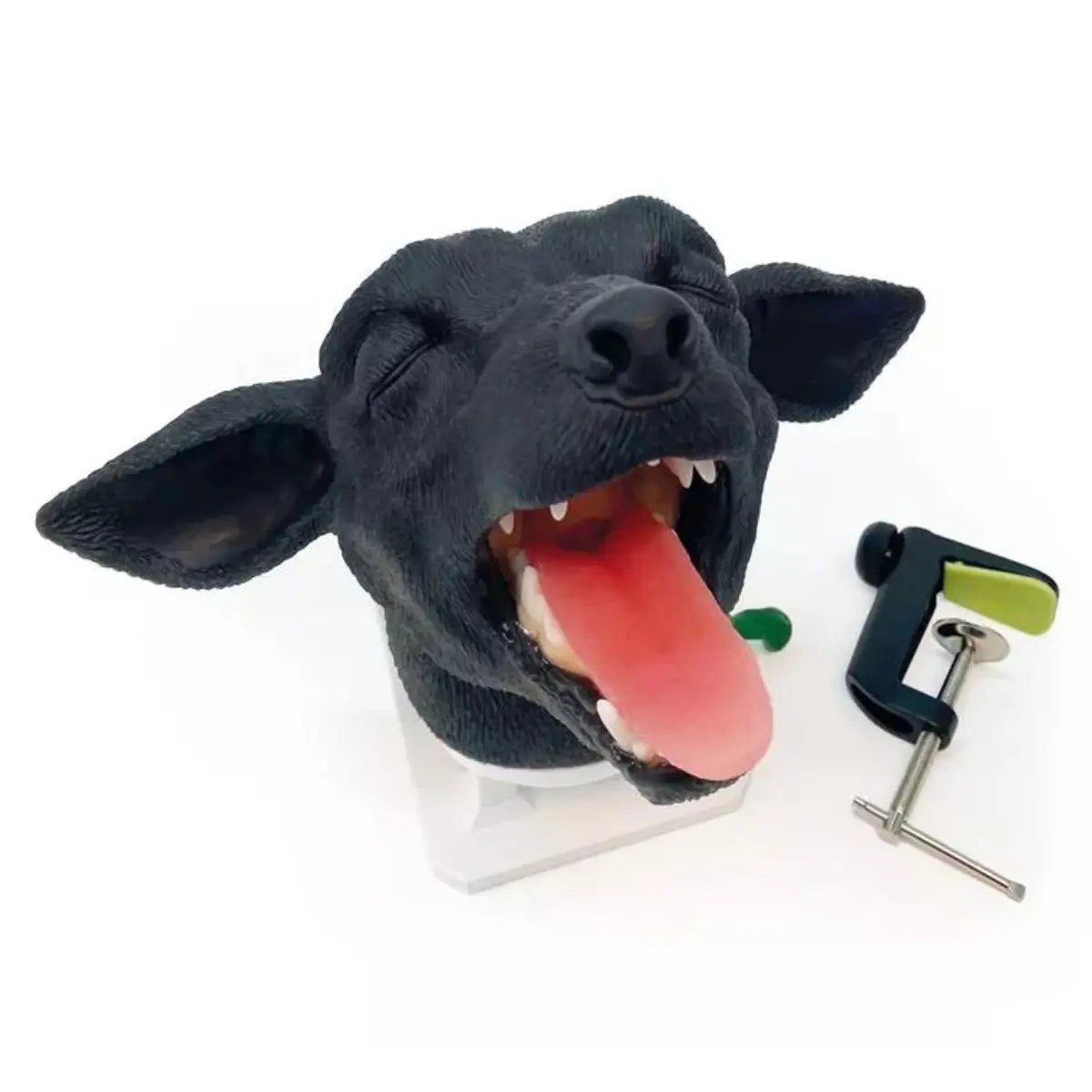  Intubation practicing head – dog