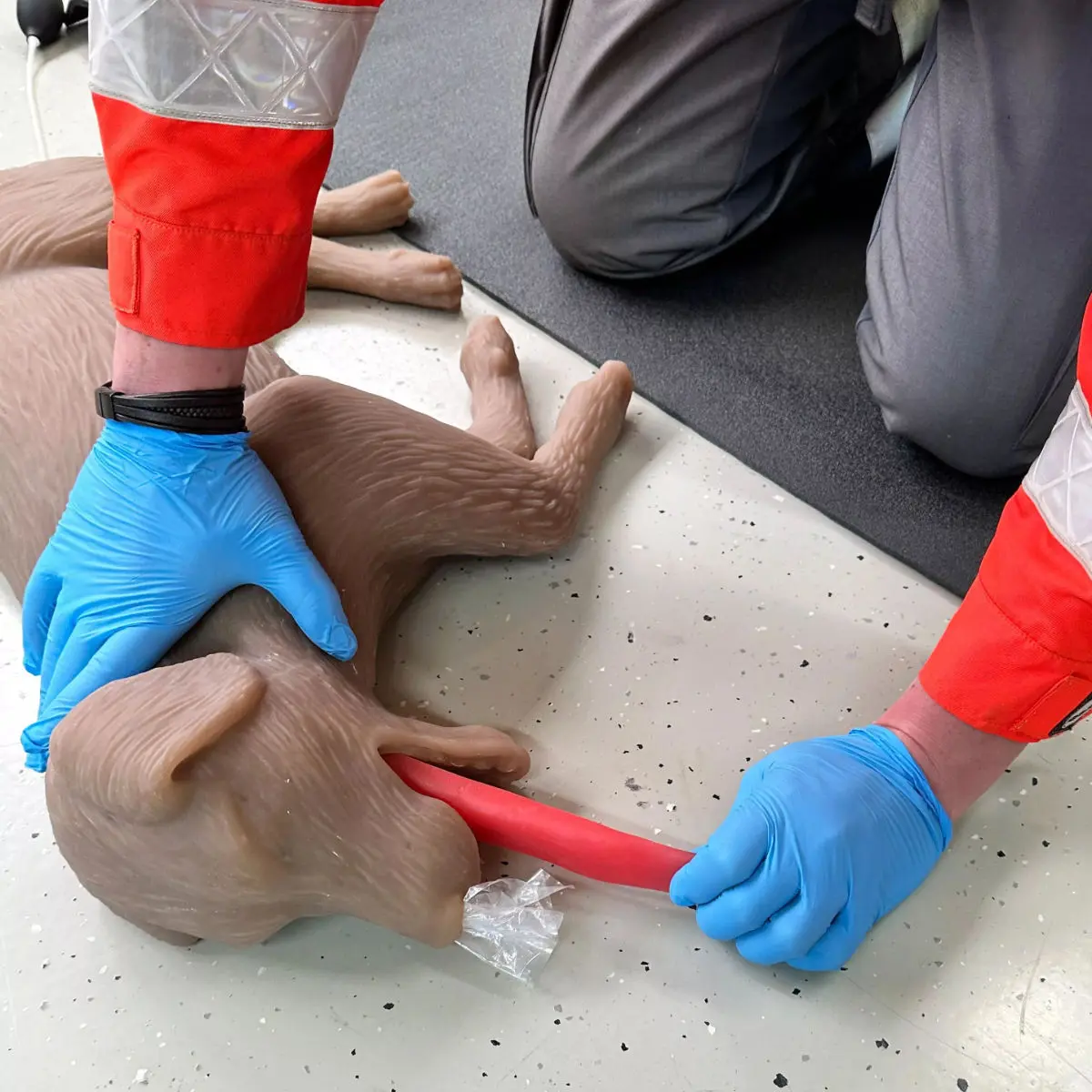  “CooPeR” canine CPR training manikin