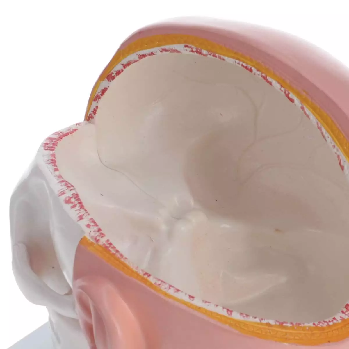  Anatomical head model with brain