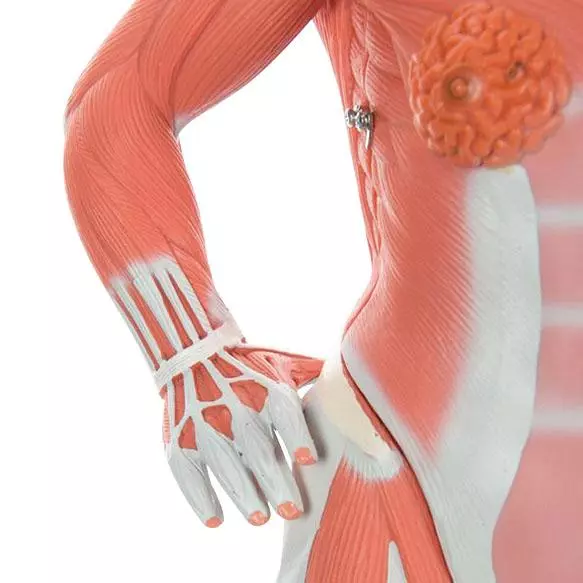  Model muscle figure