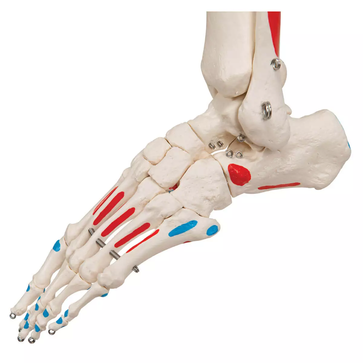  Max muscle skeleton
